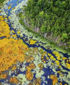 Overhead shot of a vibrant wetland with lethal algae bloom, showcasing an ecosystem out of balance.