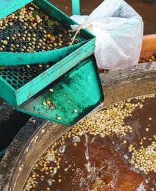 Coffee Bean Processing