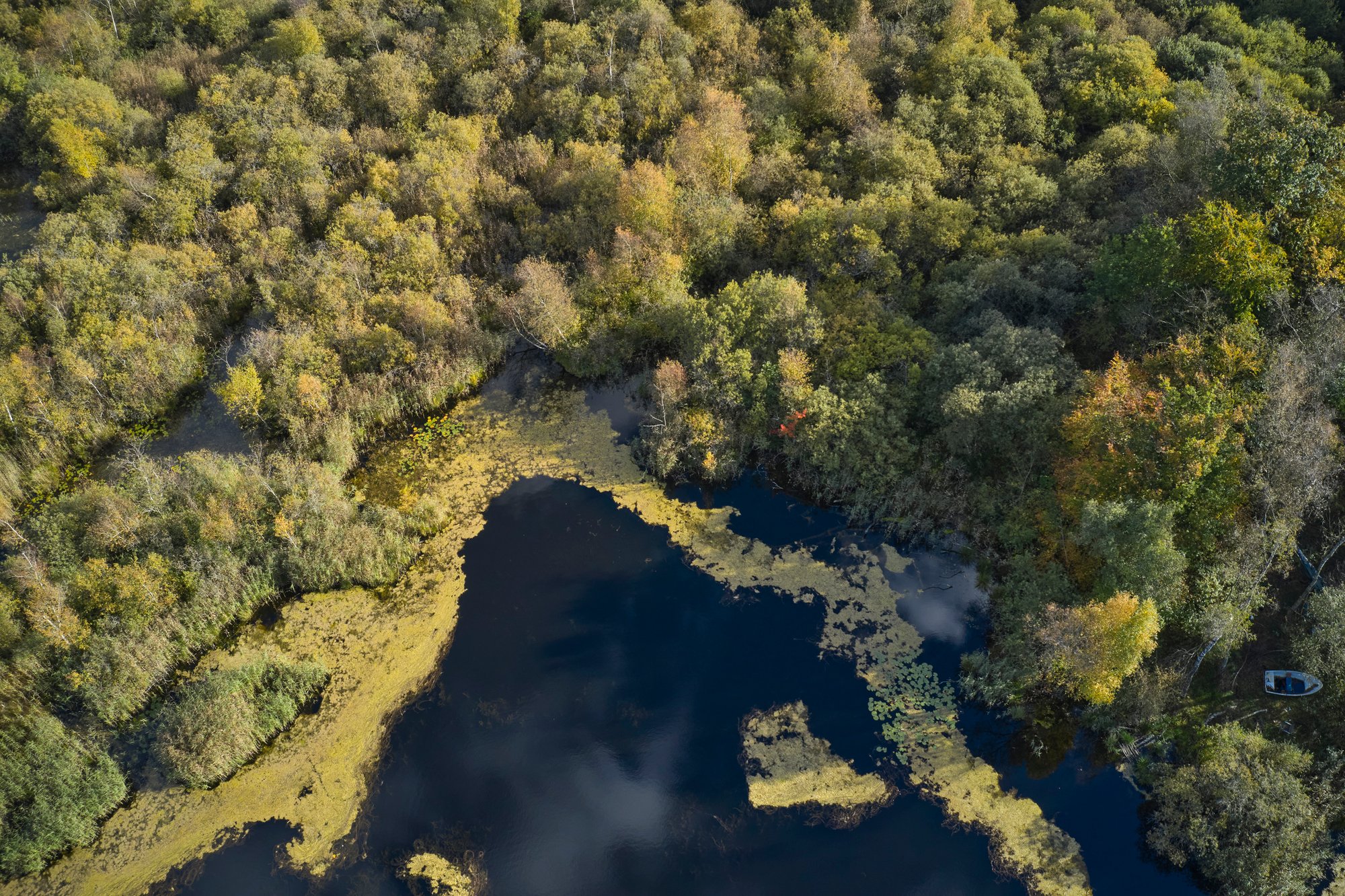 Lac et algues vertes