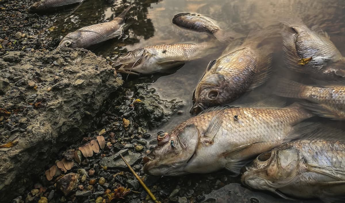 Des poissons morts ont été rejetés sur le rivage en raison de la contamination de l'eau, ce qui met en évidence les problèmes environnementaux.