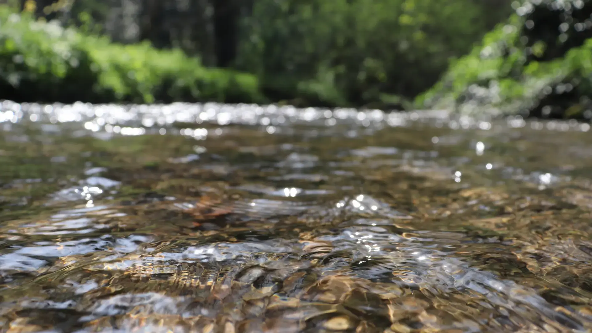 Gros plan d'une rivière claire qui coule, capturant l'eau scintillante et le lit caillouteux de la rivière.