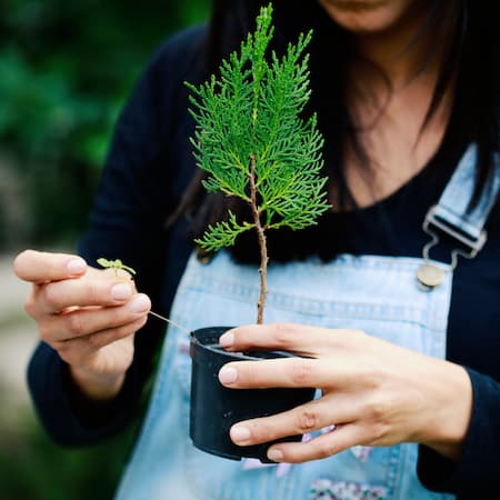 A woman in denim overalls holding a small potted tree while examining a tiny seedling, symbolizing growth and environmental care.