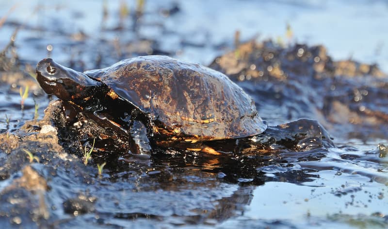 Une tortue recouverte de pétrole, illustrant les effets néfastes de la pollution sur la faune et la flore.